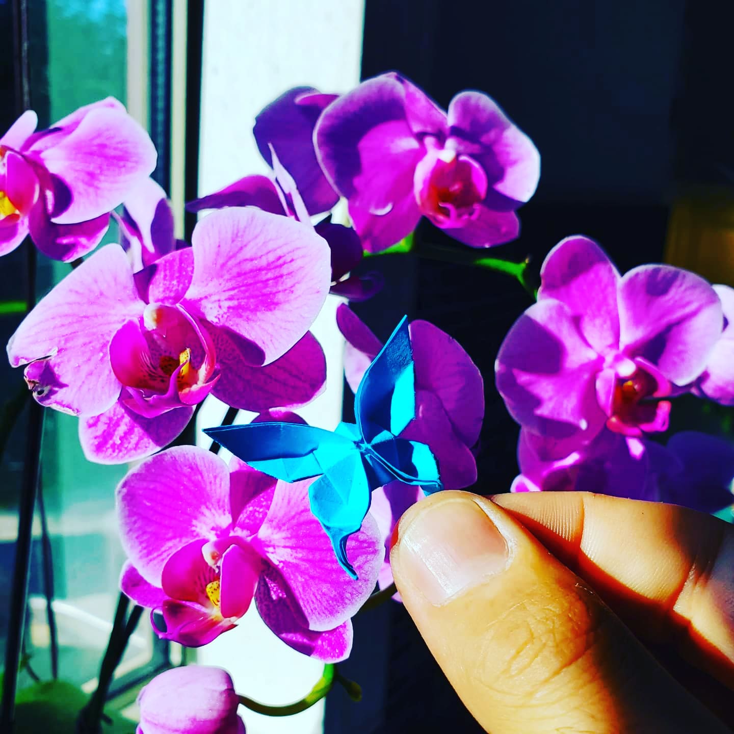 Virgile Valente - Oubaitori Origami