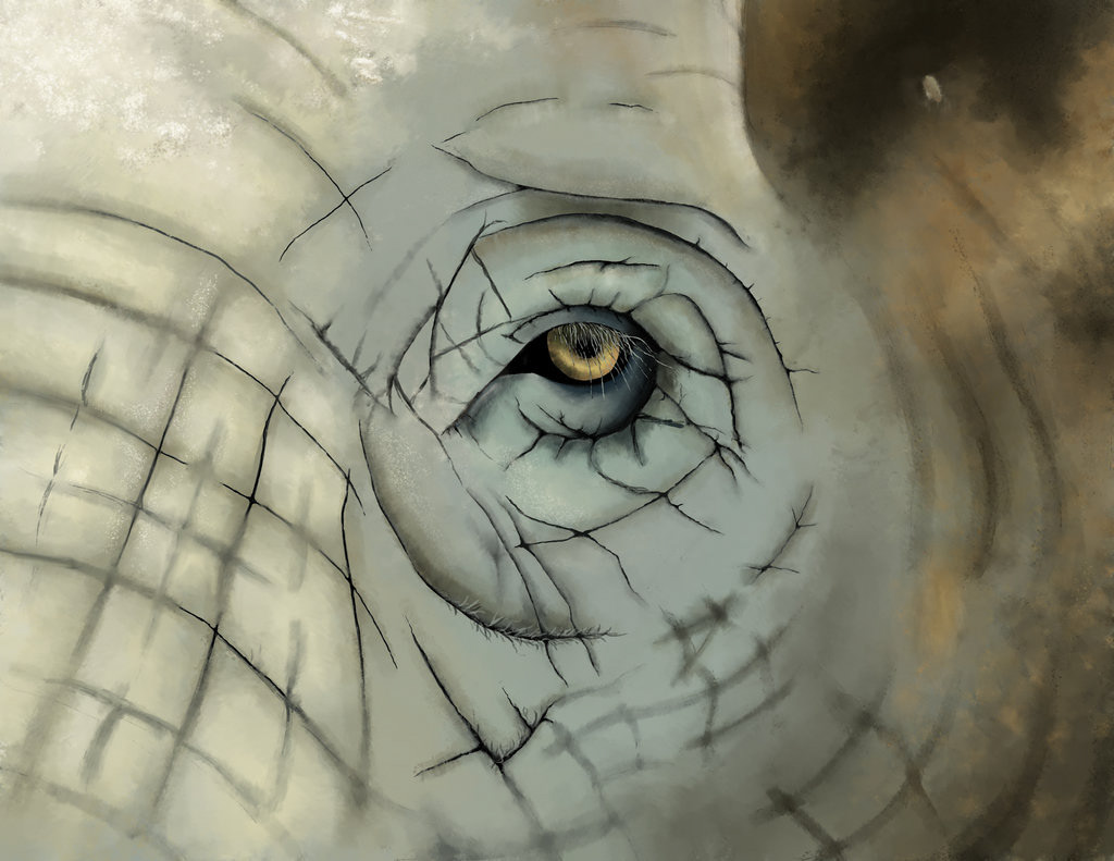 Animal Studies - Image 5