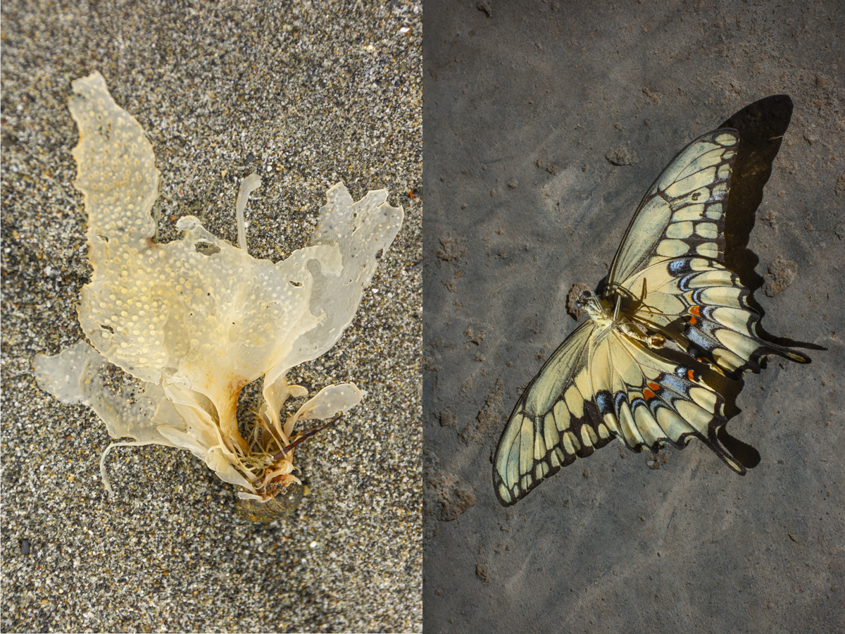 AZ Photo Forum: Members' Exhibition Opening Reception