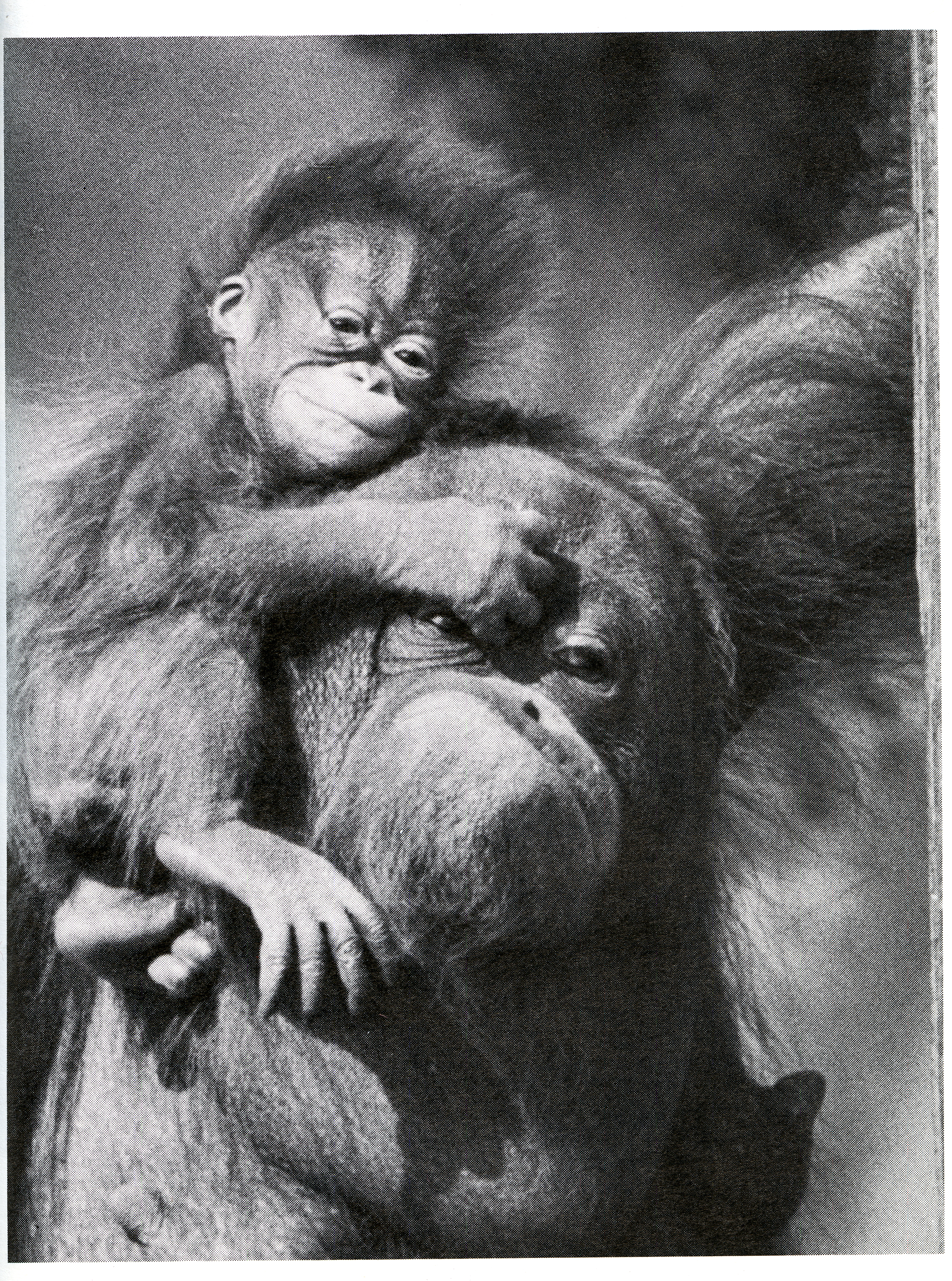 A History of the Phoenix Zoo